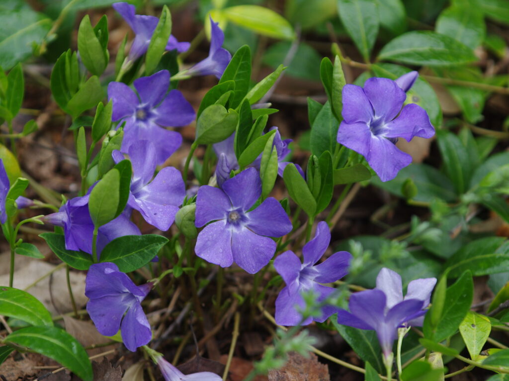 Barvínek menší Barva květu: Modrá