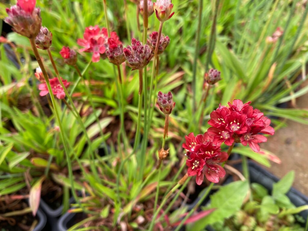 Trávnička přímořská Barva květu: Červená