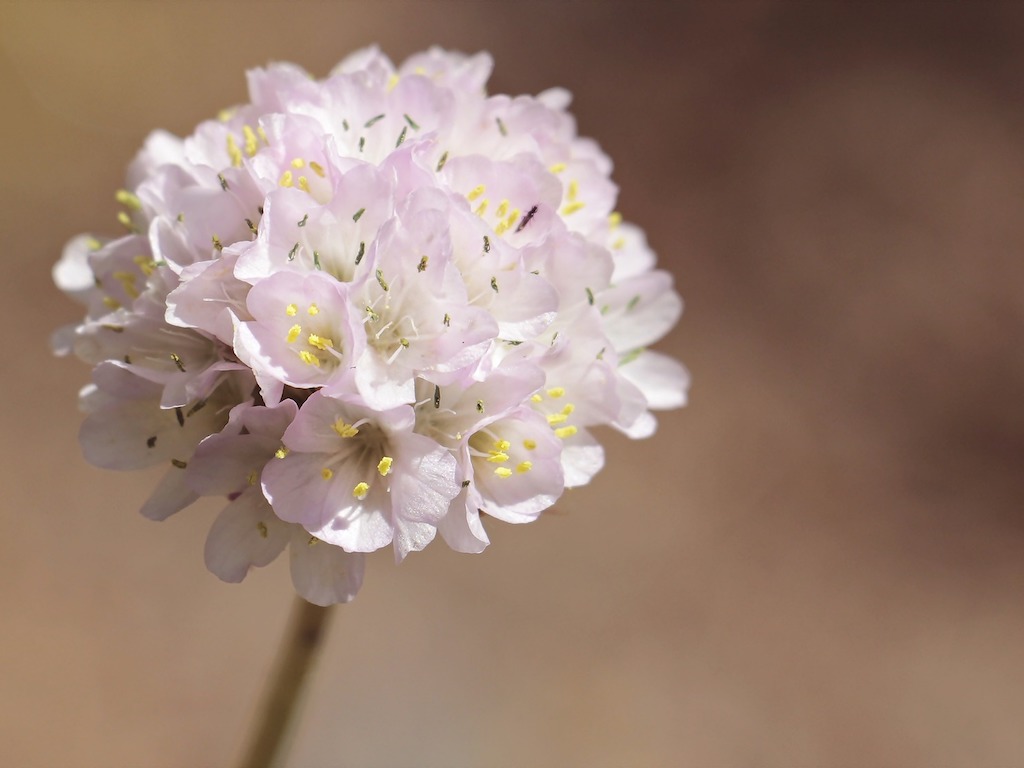 Trávnička přímořská Barva květu: Bílá