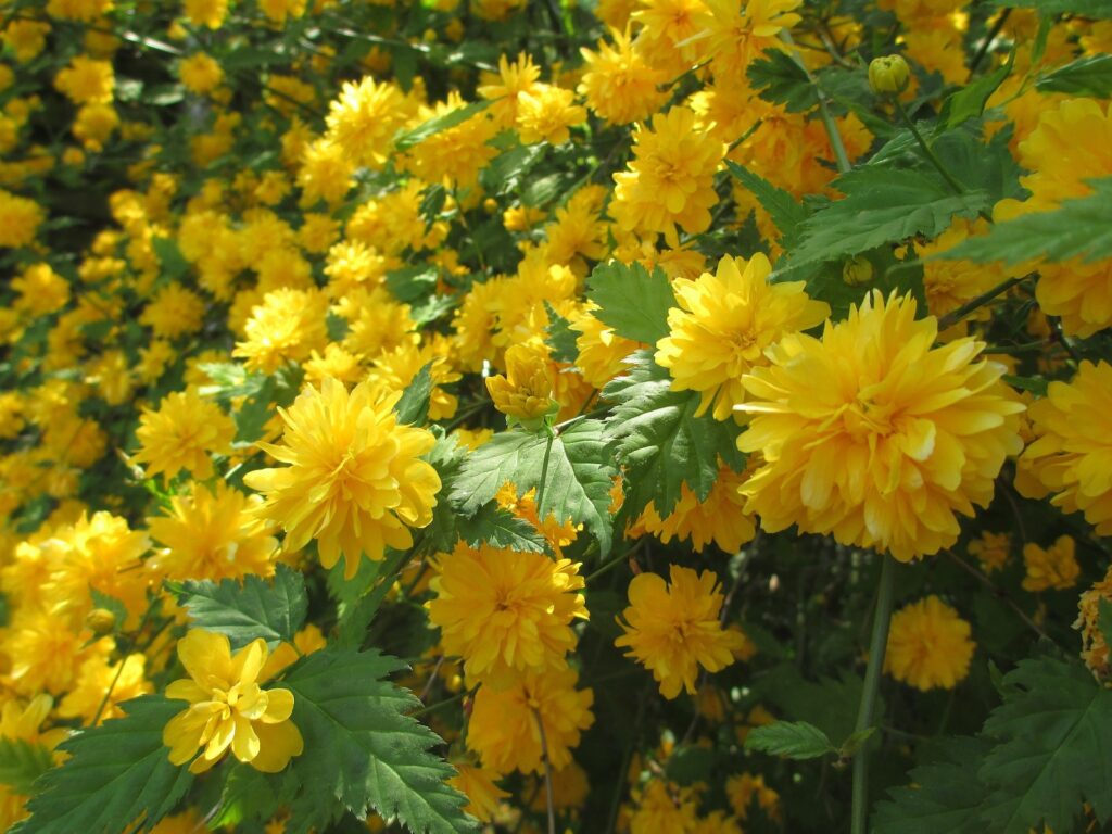 Zákula japonská Kultivar: Pleniflora
