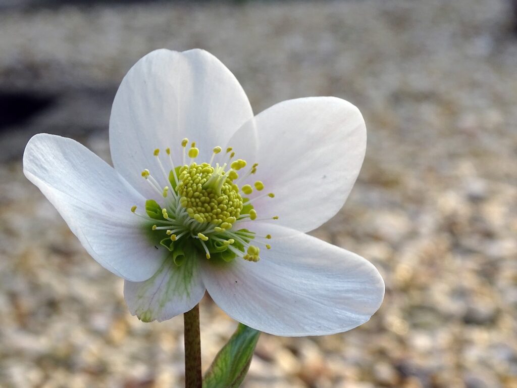 Čemeřice Barva květu: Bílá