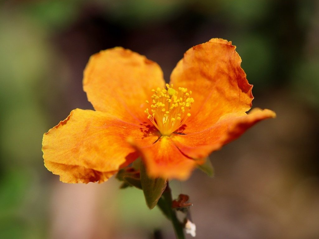 Devaterník Barva květu: Oranžová