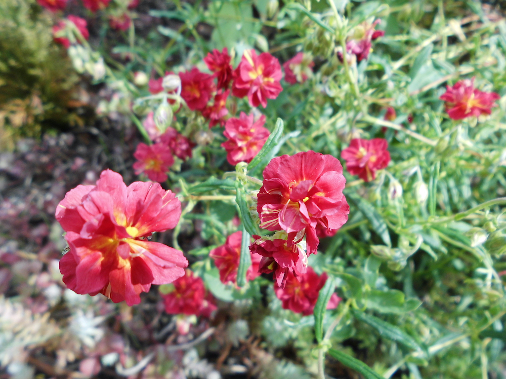 Devaterník Barva květu: Červená