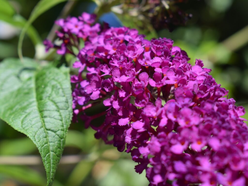 Motýlí keř (komule) Barva květu: Růžovofialová