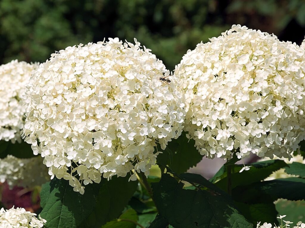 Hortenzie Barva květu: Bílá