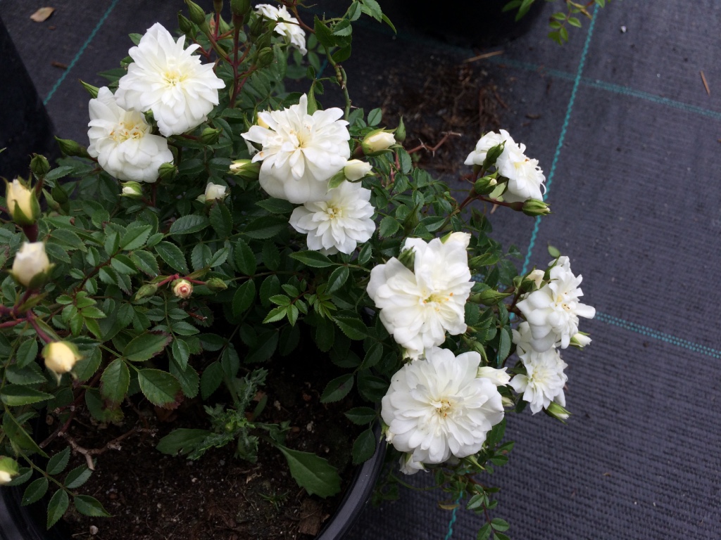 Půdopokryvná růže Barva květu: Bílá